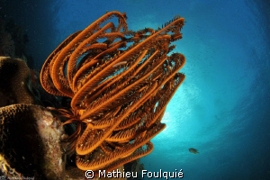 crinoid_Raja Ampat by Mathieu Foulquié 